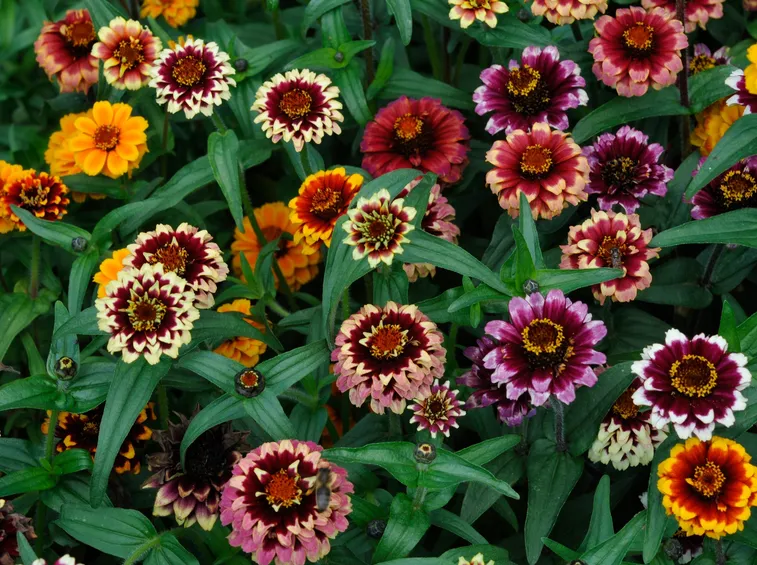 ZINNIA HAAGEANA