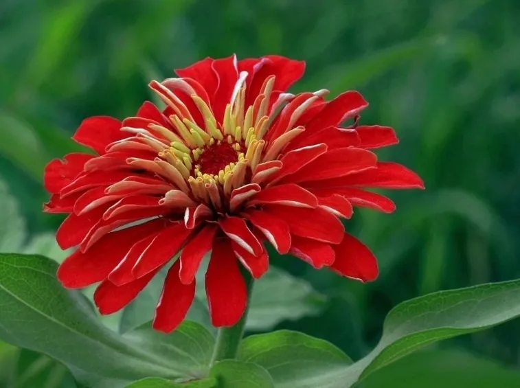 fiore zinnia