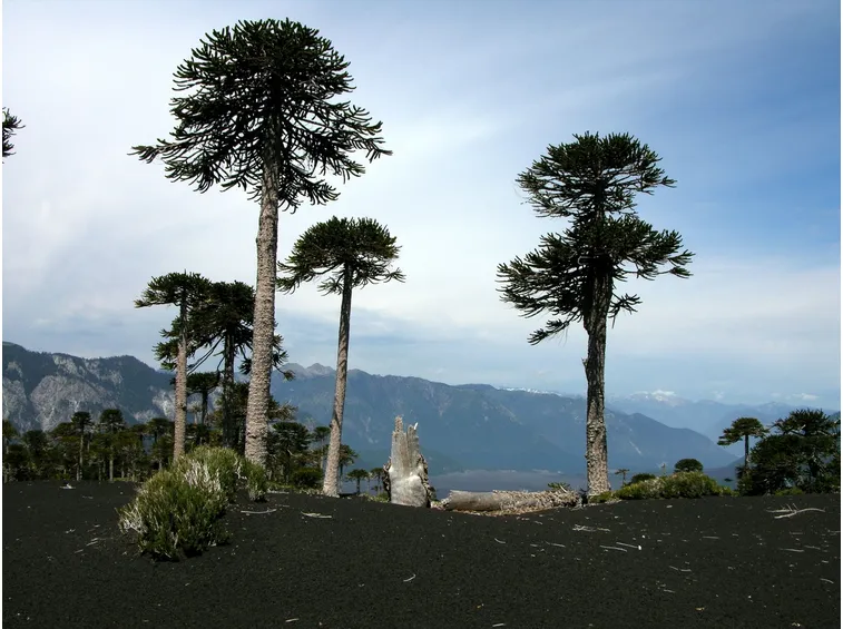 PIANTE DA ESTERNO SEMPREVERDI