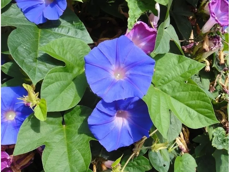 ipomea