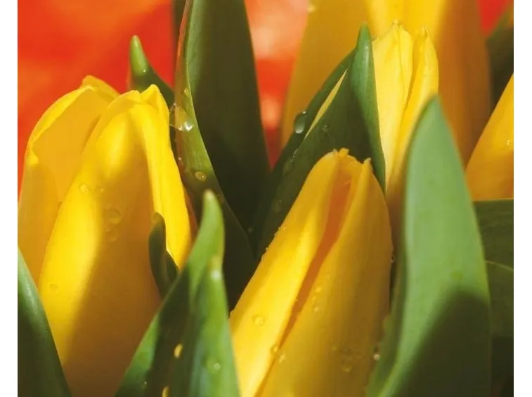 tulipani