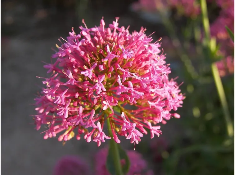 valeriana