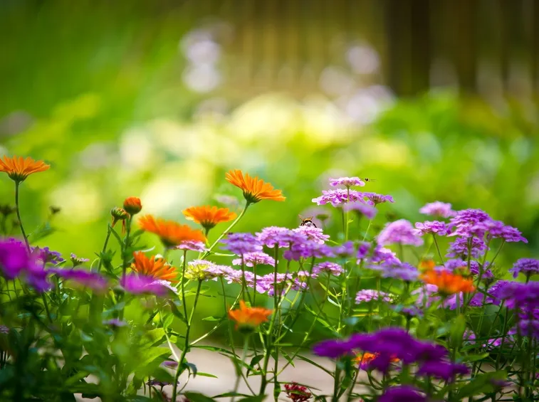 piante da giardino