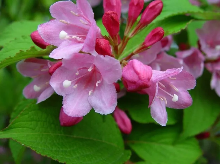 weigelia