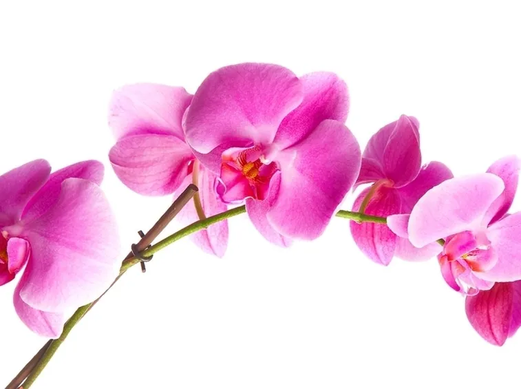 orchidea