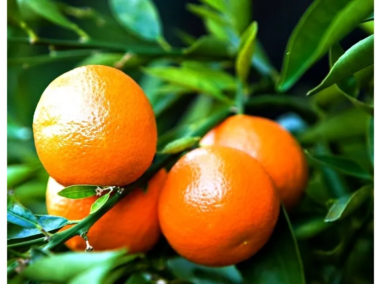 arancio