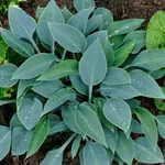 Hosta Halcyon