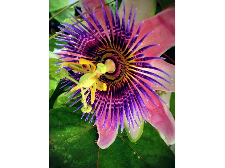FIORE DELLA PASSIONE