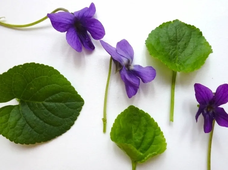 VIOLA MAMMOLA