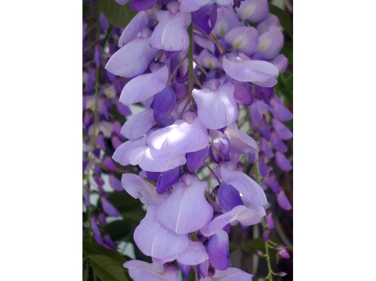 glicine