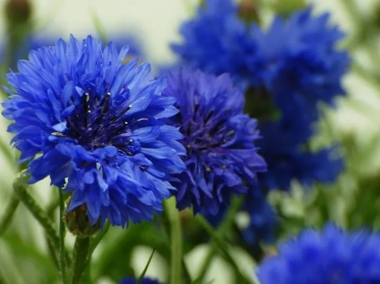 fiordaliso