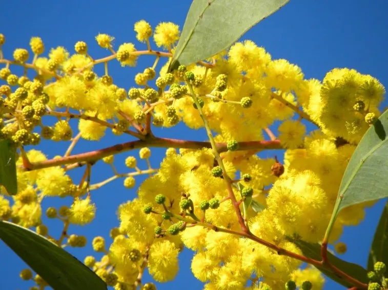 mimosa