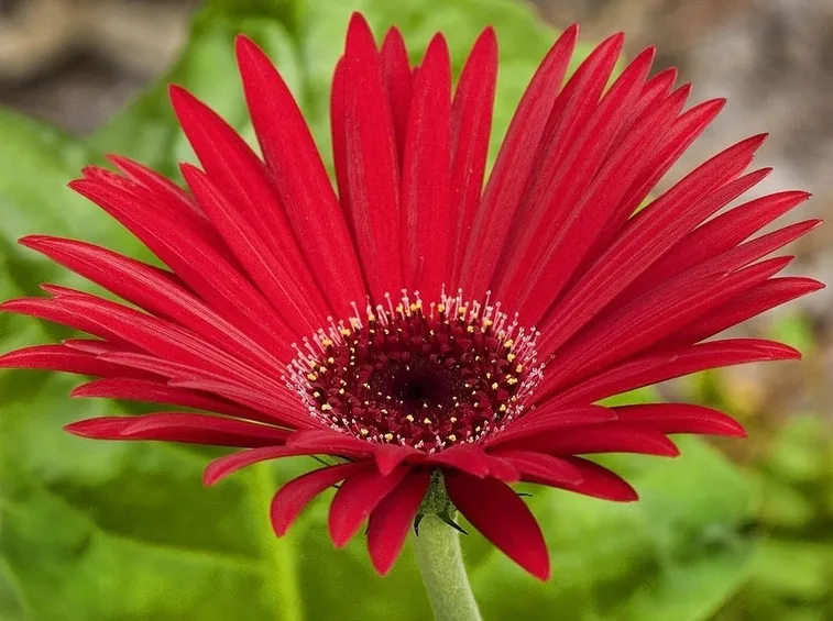 ZINNIA