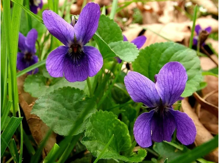 VIOLA MAMMOLA