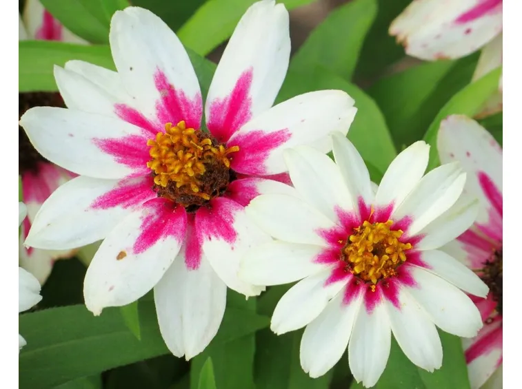 ZINNIA