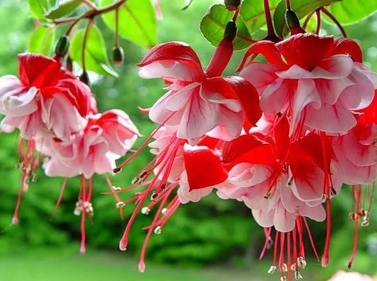 fucsia