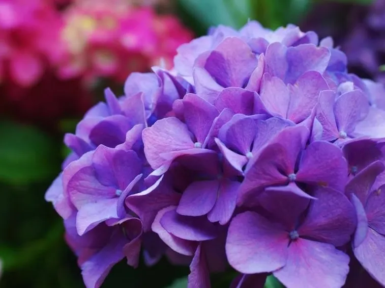 ortensia viola