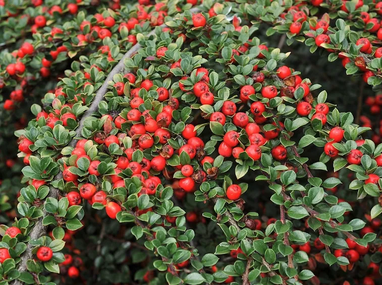 cotonaster