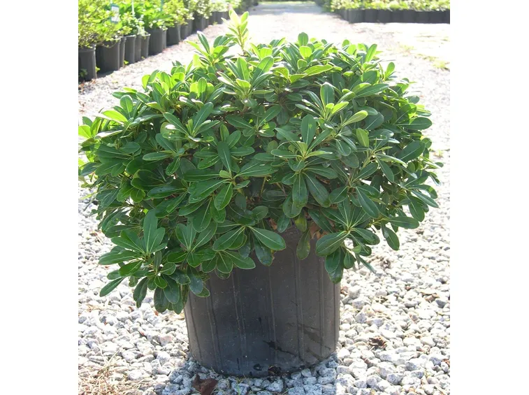 Dettaglio foglie di pitosforo nano.