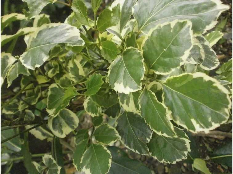 plectranthus coleoides