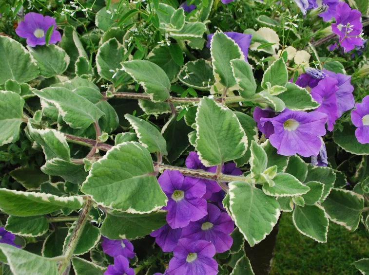 FIORI