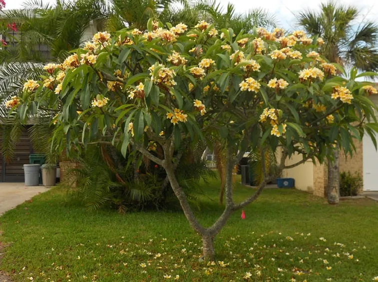 Varietà pomelia