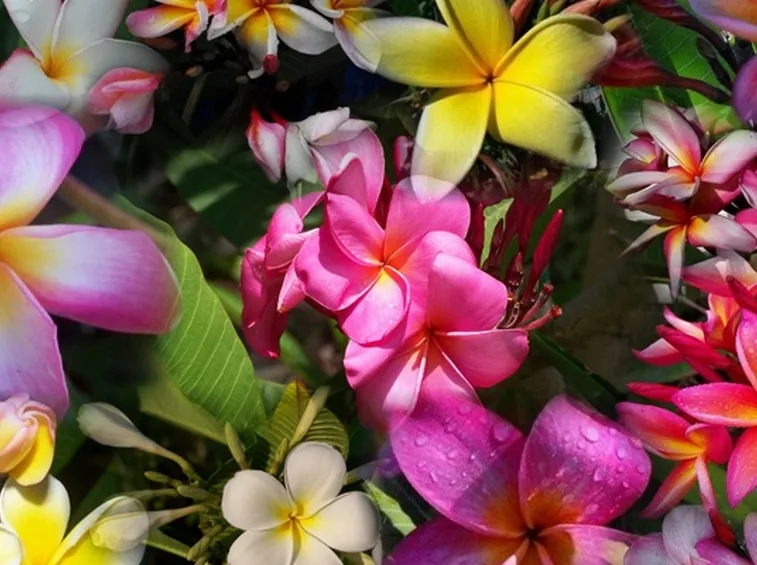 Fiori plumeria
