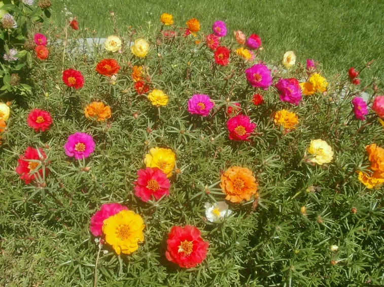 portulaca pianta