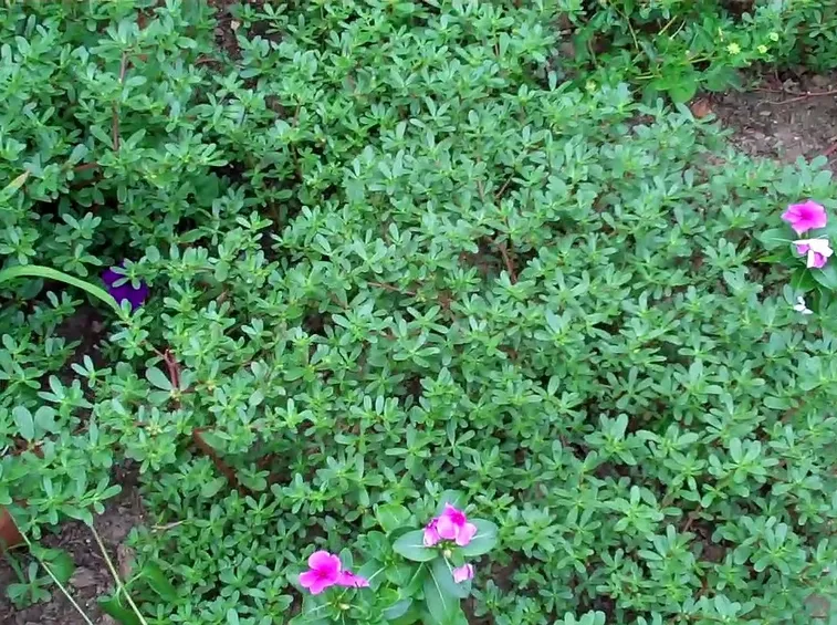 Portulaca struttura e foglie