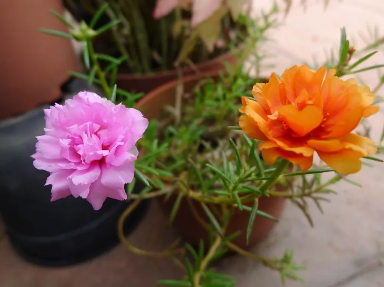 Portulaca in vaso