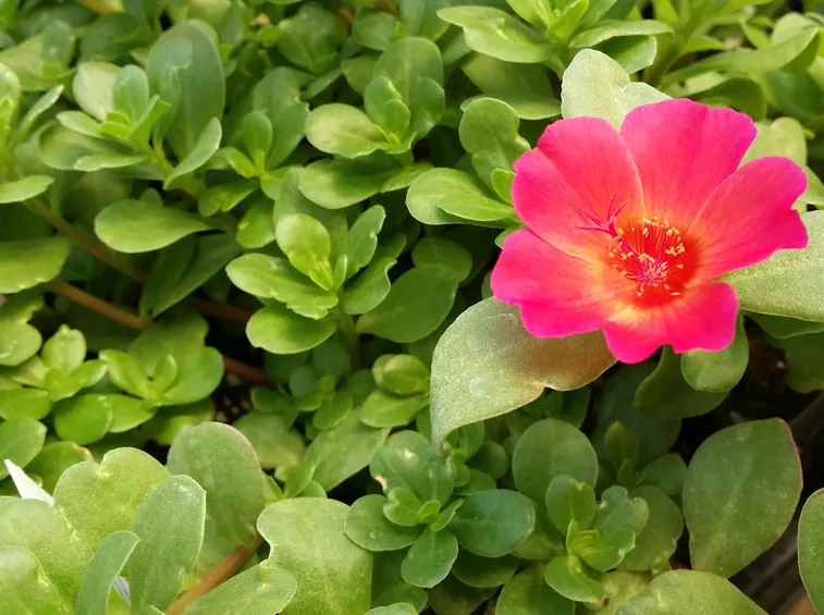 Fiore di portulaca