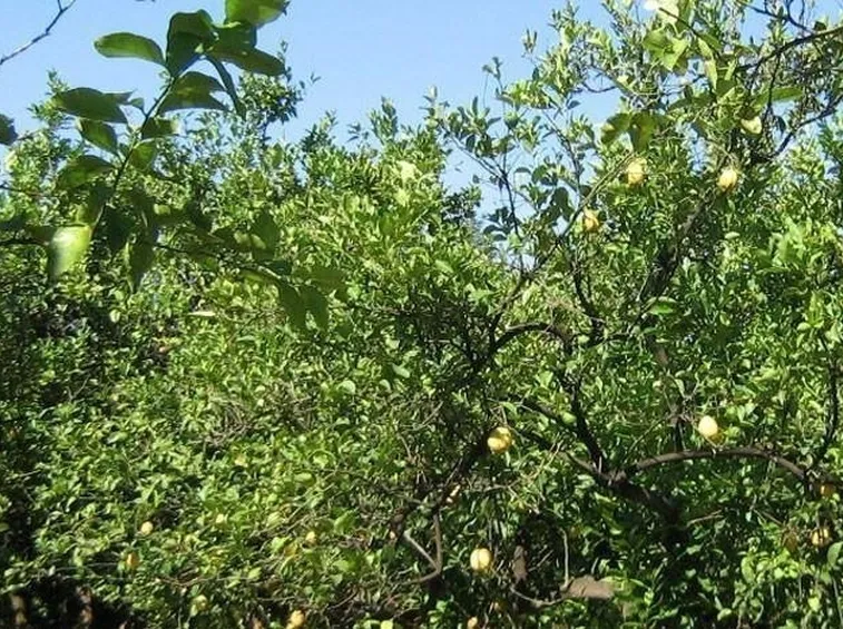 Limoni da potare
