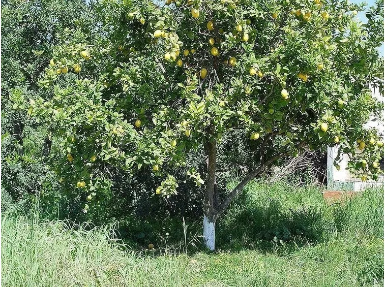 Una pianta di limone vecchia da potare