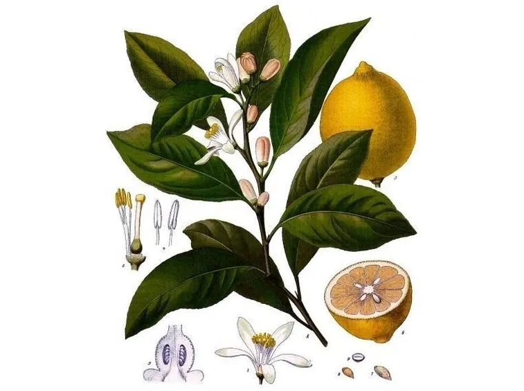 Tutte le parti del limone