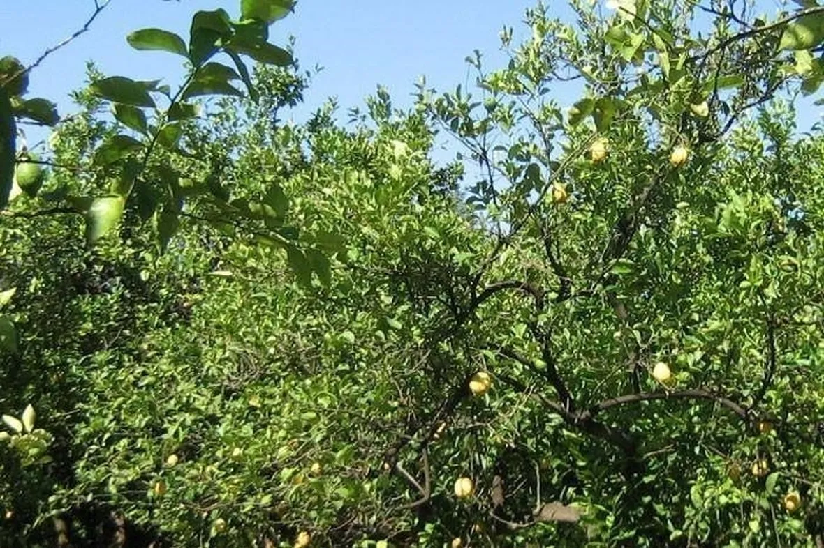 Limoni da potare