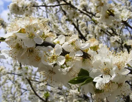 Particolare della fioritura di Prunus cerasifera