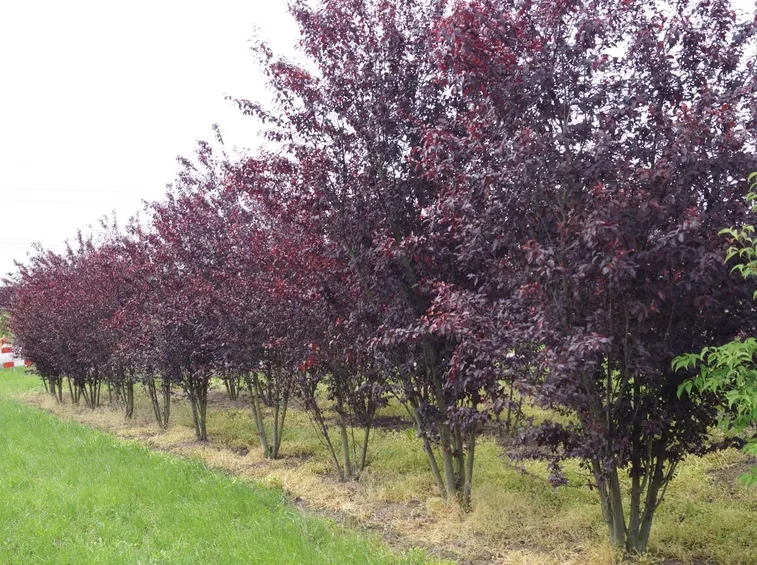 pianta prunus cerasifera