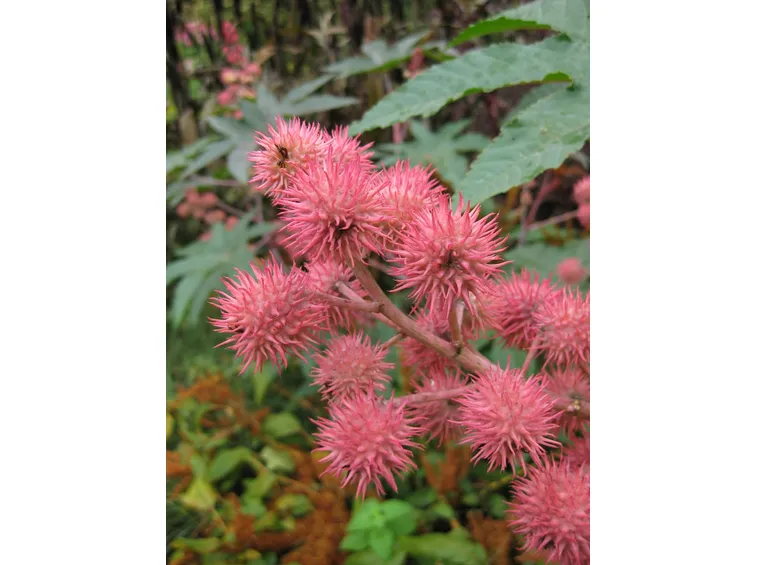 Ricinus communis carmencita pink
