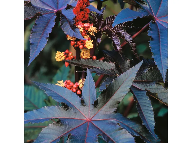 Ricinus communis impala