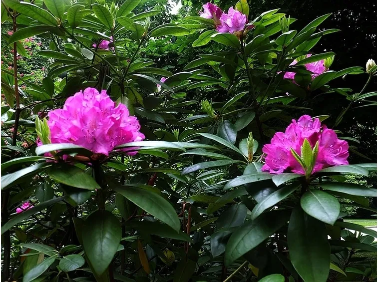 Cespuglio di rododendro