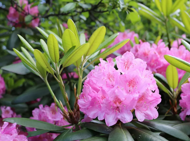 Rododendro in fiore