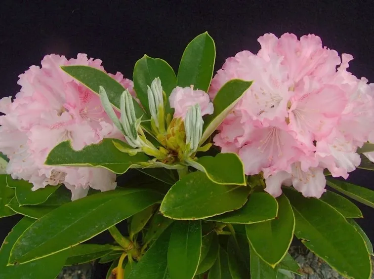 Rododendro fiori