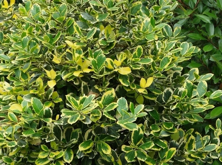 Ilex altaclerensis