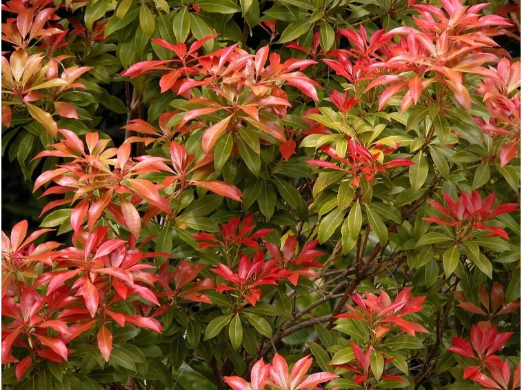 Pieris