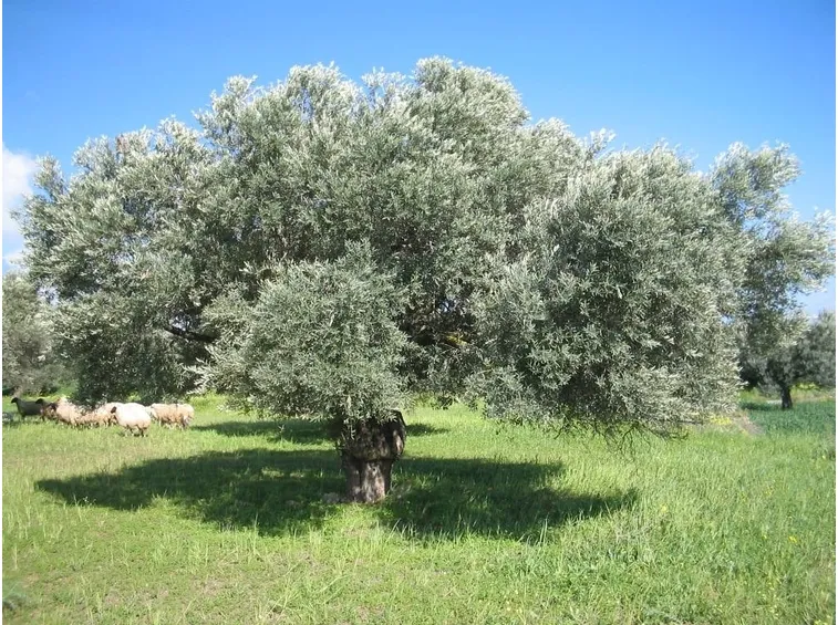 olivo