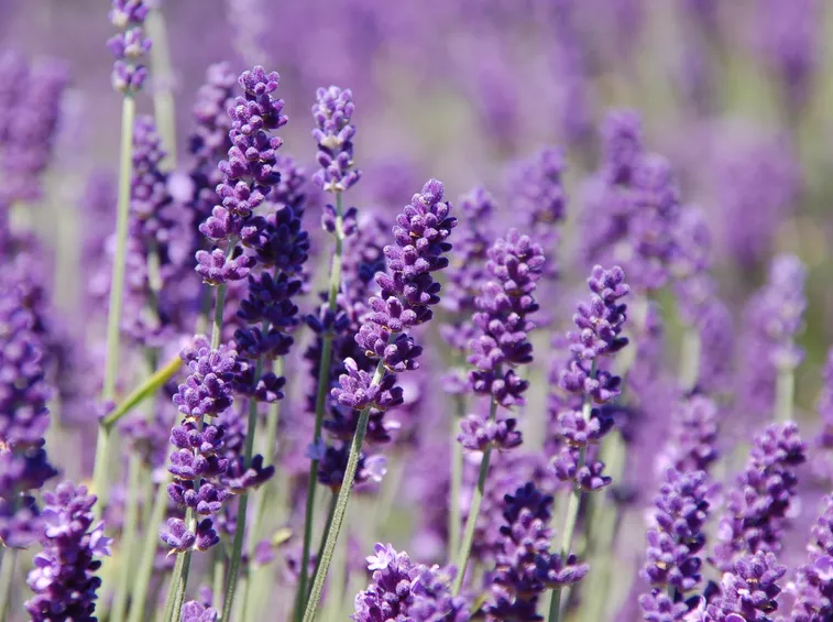 lavanda