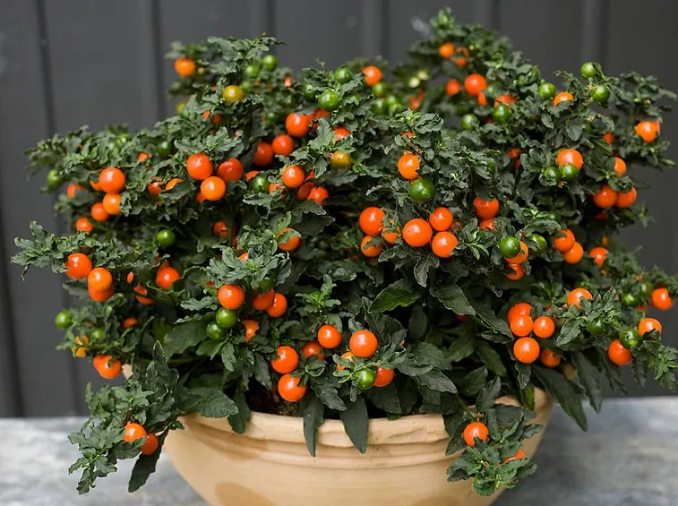 Solanum bacche