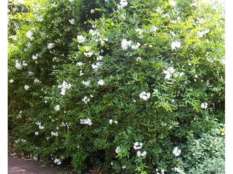 Solanum jasminoides