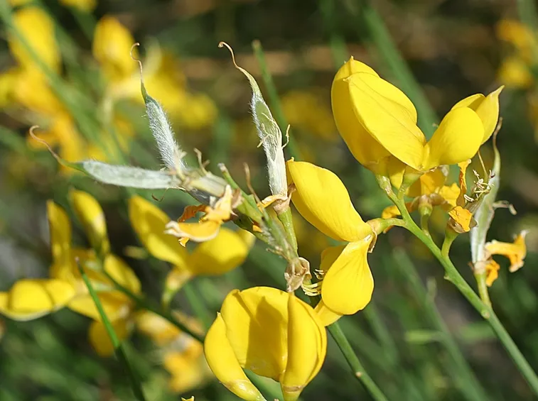 Ginestra 