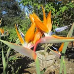 Particolare fiore strelitzia